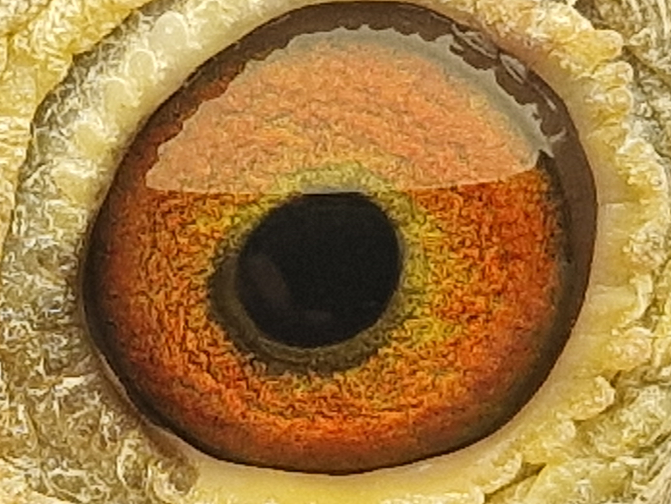 Pigeon eye